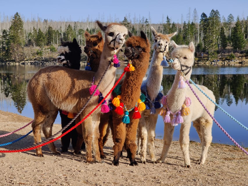 Braunschweig: Alpaca Trekking Tour - Price and Value: What $69 Gets You (and What It Doesn’t)