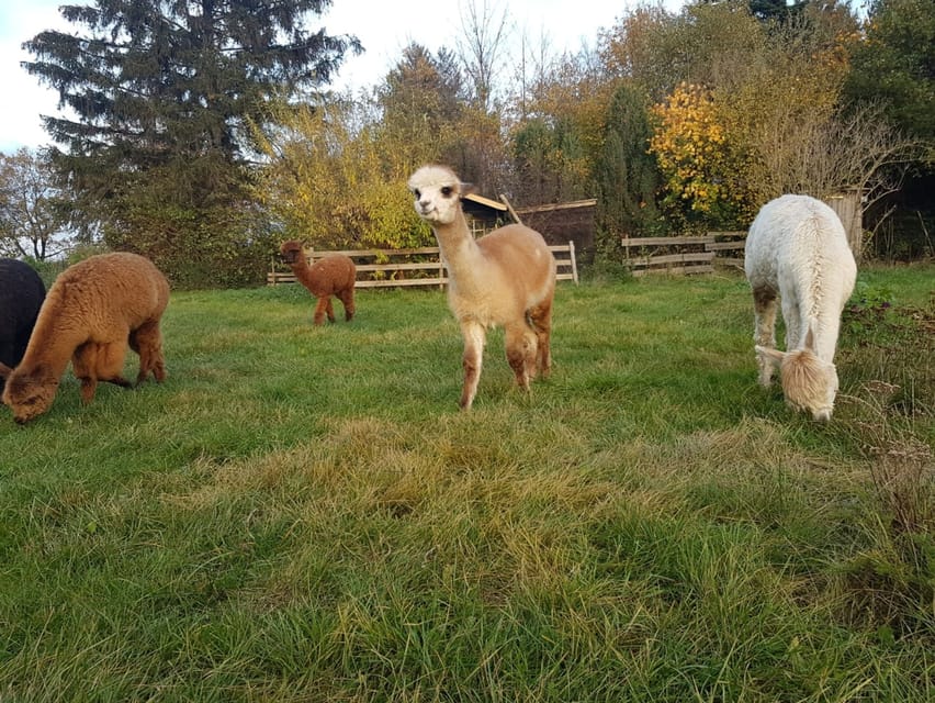 Braunschweig: Alpaca Trekking Tour - Where You Start: Südsee-Weide, Hotel Aquarius, and the Alte Leipziger Str. Spot