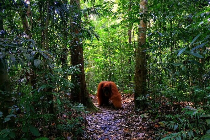 Bukit Lawang Berastagi 4 Days 3 Nights Volcano & Jungle Trekking - North Sumatra’s four-day combo: jungle, ghost village, volcano, hot springs