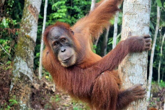 Bukit Lawang Berastagi 4 Days 3 Nights Volcano & Jungle Trekking - Day 4 Mount Sibayak sunrise hike and Pesona hot spring reset