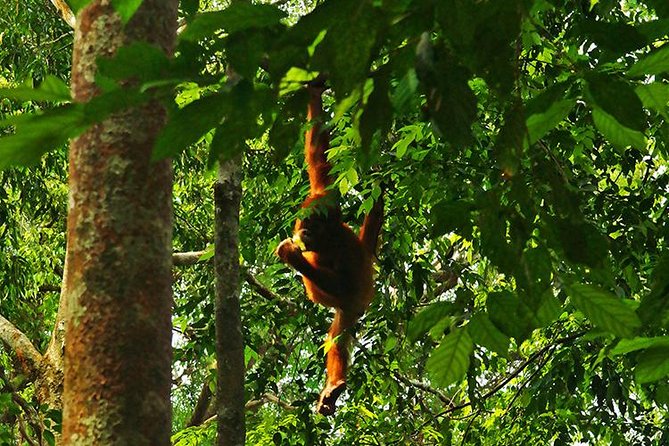 Bukit Lawang Full Day Jungle Trek - Why this Bukit Lawang day trek is a smart value