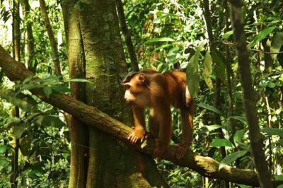 Bukit Lawang Full Day Jungle Trek - Small-group hiking (max 9) changes everything on the trail