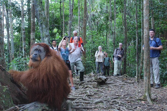 Bukit Lawang Full Day Jungle Trek - Coming back: walk through the jungle or river tubing
