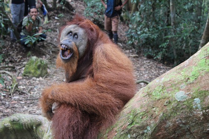 Bukit Lawang Full Day Jungle Trek - Packing for jungle trekking: your real checklist