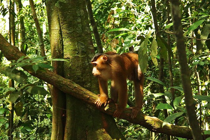 Bukit Lawang Full Day Jungle Trek - Small-group hiking (max 9) changes everything on the trail