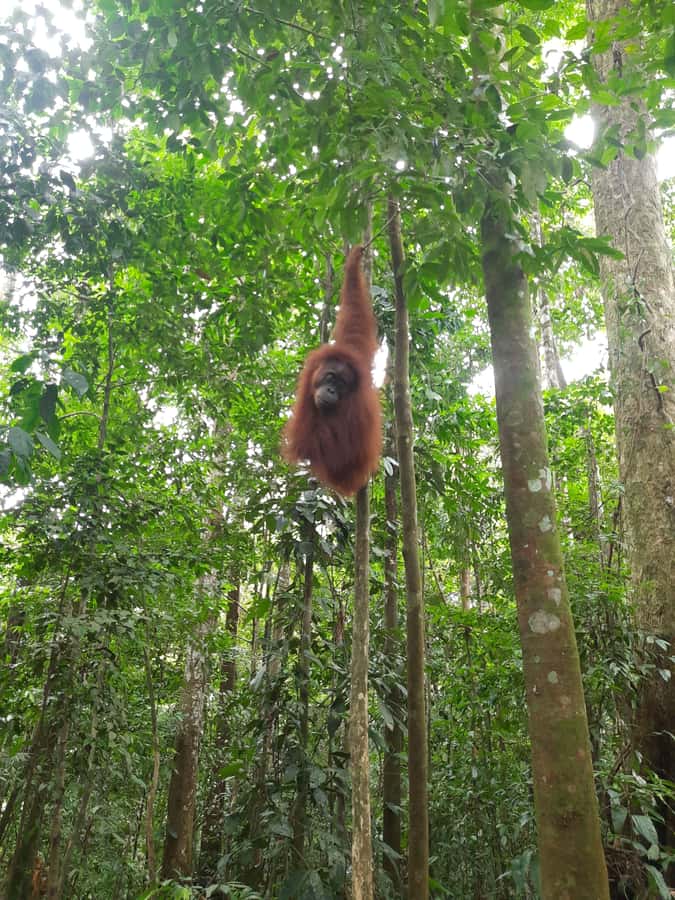 Bukit Lawang: Jungle Trekking and Rafting Day Trip - From Medan to Bukit Lawang: the ride that shapes your day