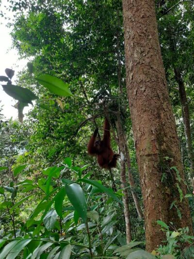 Bukit Lawang: Jungle Trekking and Rafting Day Trip - Lunch, fruits, and the route briefing that keeps you moving