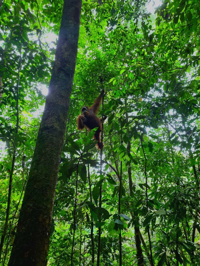 Bukit Lawang: Jungle Trekking and Rafting Day Trip - Price and value: what $172 buys on a 12-hour day