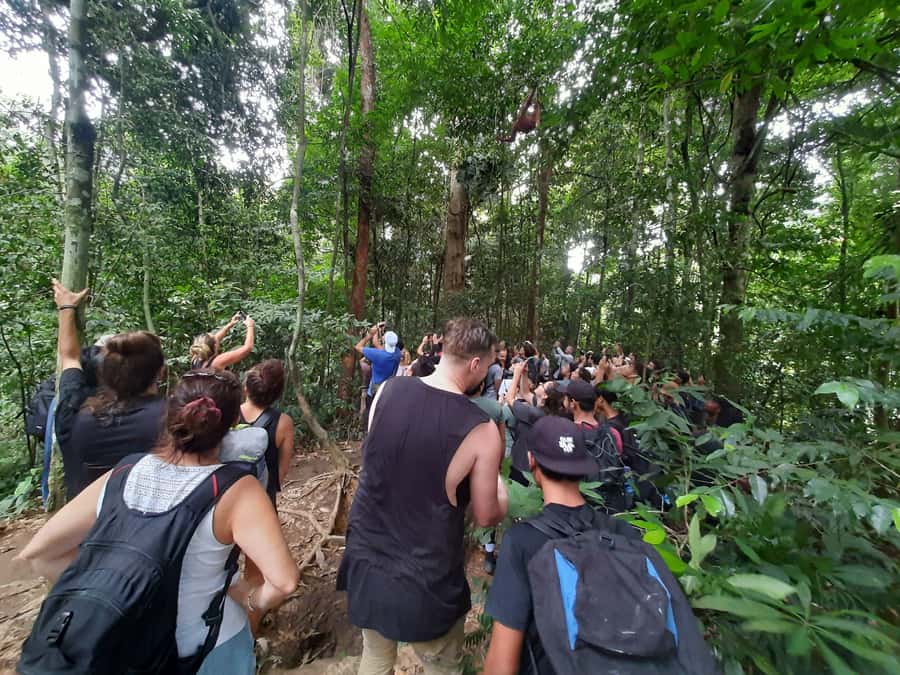 Bukit Lawang: Jungle Trekking and Rafting Day Trip - Who this Bukit Lawang day trip is best for
