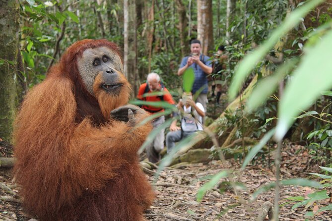 Bukit lawang tour 3days-2 night jungle trekking including rafting - Bukit Lawang, Gunung Leuser, and Why This 3-Day Rhythm Works