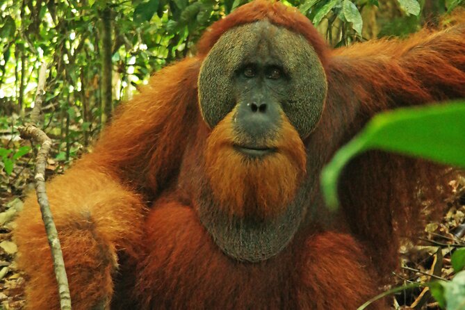 Bukit lawang tour 3days-2 night jungle trekking including rafting - Day 3: Optional Short Trek or River Camp Relaxation Before Returning