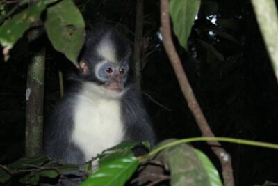Bukit lawang tour 3days-2 night jungle trekking including rafting - Day 1: 9:00 Pickup and a 5–6 Hour Gunung Leuser Trek