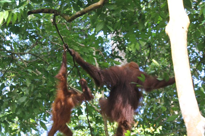 Bukit lawang tour 3days-2 night jungle trekking including rafting - Where Fitness, Food, and Weather Can Change Your Day