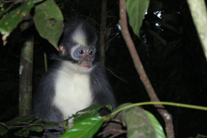 Bukit lawang tour 3days-2 night jungle trekking including rafting - Day 1: 9:00 Pickup and a 5–6 Hour Gunung Leuser Trek