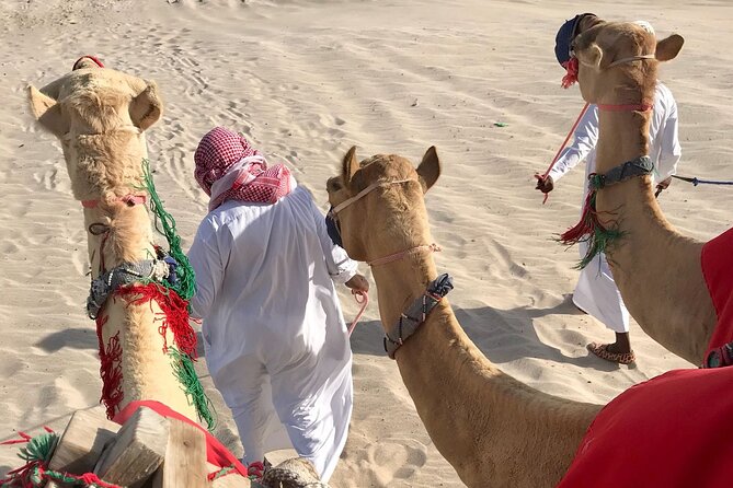 Camel trekking on the Dunes with Sunset - Price and Value at $101: What You Get for the Money