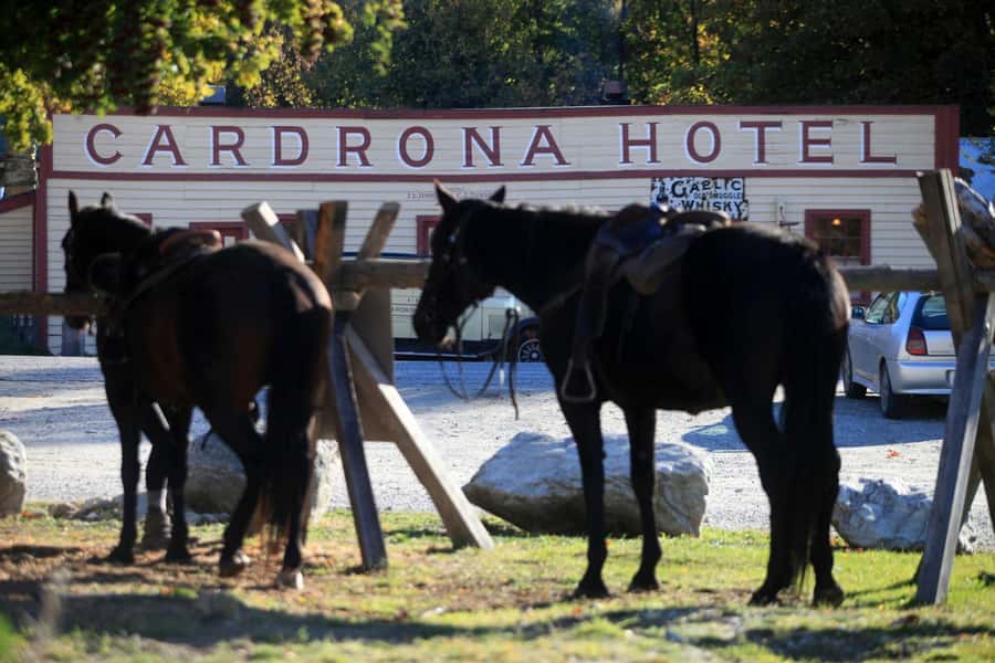 Cardrona Valley: Horse Trekking Experience - Cardrona Valley Horse Trek: What You’re Really Paying For