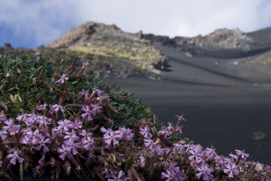 Catania: Etna Morning or Sunset Trek with Lava Tunnel & Gear - Walking sticks and black sand: small gear details that matter
