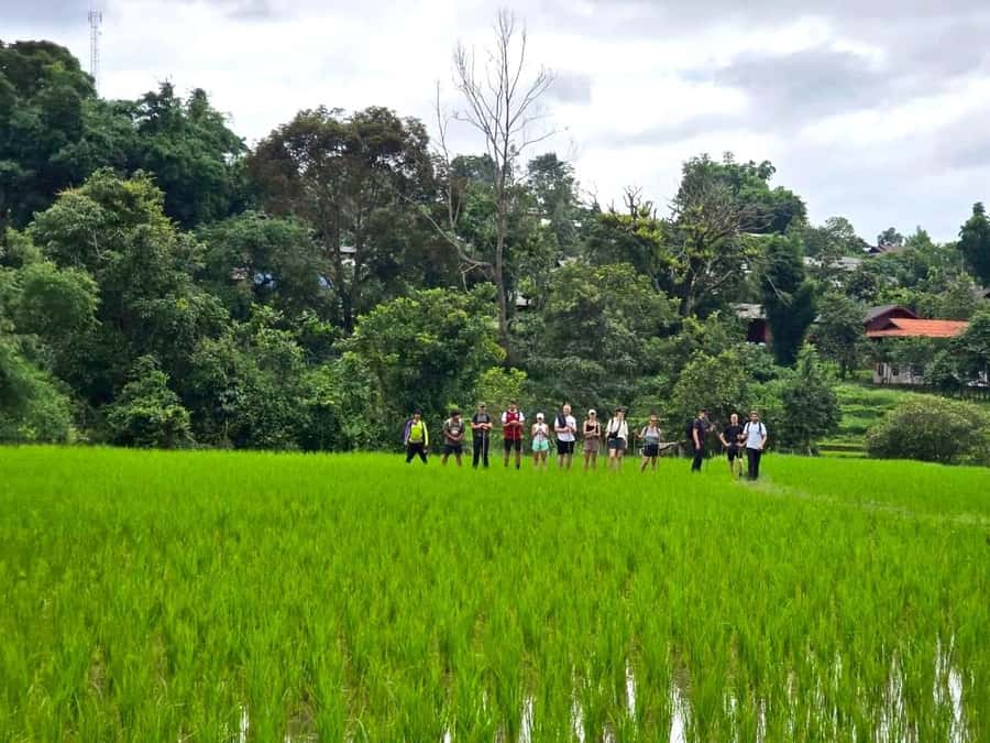 Chiang Mai: 1-Day Trekking Experience to Village & Waterfall - Timing Matters: Rice Field Seasons in Mae Wang