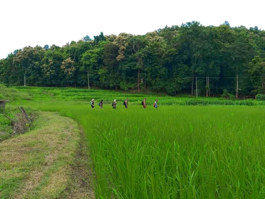 Chiang Mai: 2-Day Jungle Trek with Elephant Farm & Raft Ride - Price and Value: Does $97 Make Sense for This Much Content?
