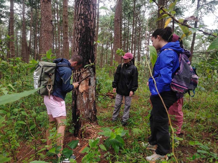 Chiang Mai: 2 Days, 1 Night Non-Tourist Trek - The Non-Tourist Jungle Trek: learning the ecosystem as you walk