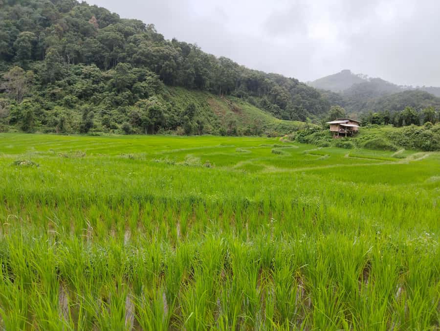 Chiang Mai: 2-Days Chiang Mai Amazing Trek - The forest trek you can actually picture