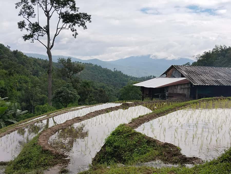 Chiang Mai: 2-Days Chiang Mai Amazing Trek - Price and value: what $108 buys you in real terms