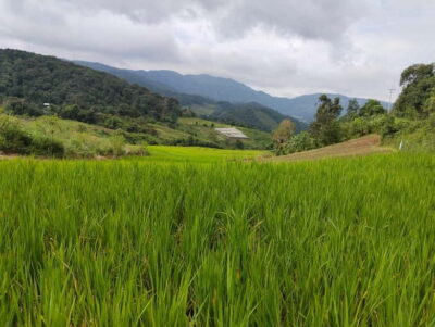 Chiang Mai Authentic Trekking - A real market stop for lunch and simple supplies