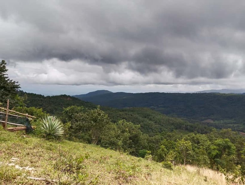 Chiang Mai Authentic Trekking - The main trek: rice fields, evergreen forest, and edible plants