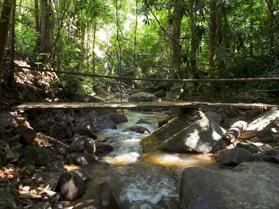 Chiang Mai: Chiang Dao Caves and Jungle Trek with Lunch - From Chiang Mai at 7:30: what this day trip really feels like