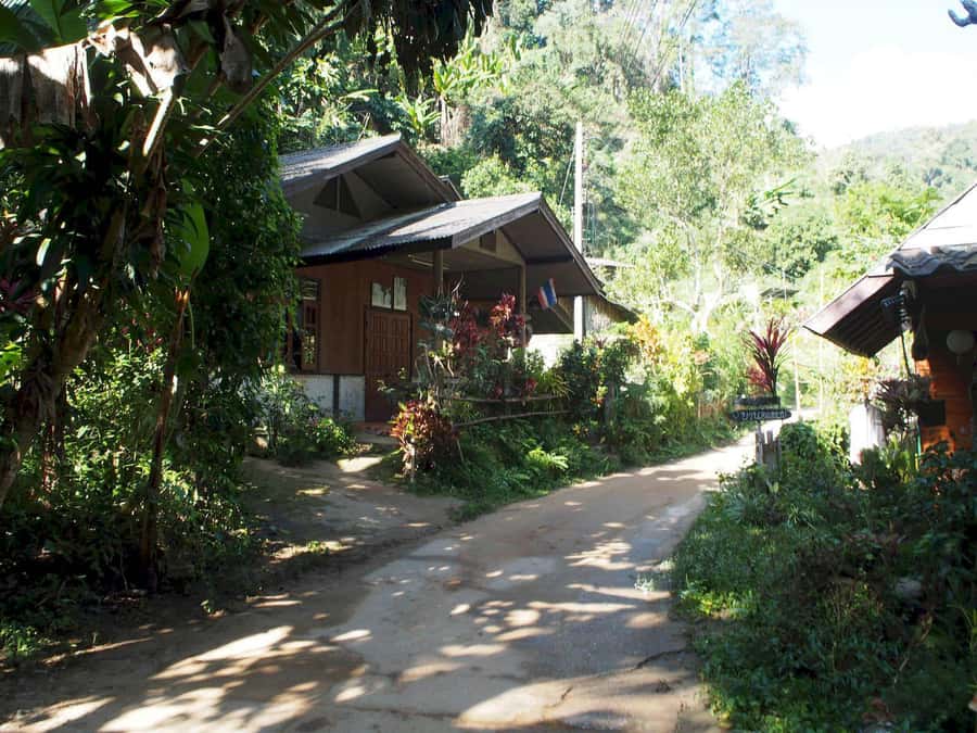 Chiang Mai: Chiang Dao Caves and Jungle Trek with Lunch - The 6 km jungle trek with 21 river crossings: coffee, old trees, and wet shoes