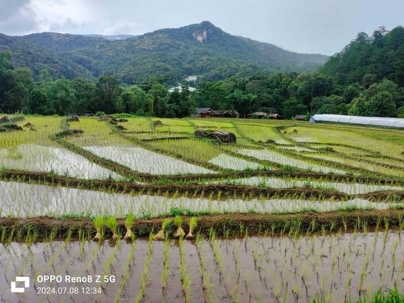 Chiang Mai: Doi Inthanon National Park+Trek Pha Dok Siew - Mae Klang Luang Rice Fields and Karen Village Coffee