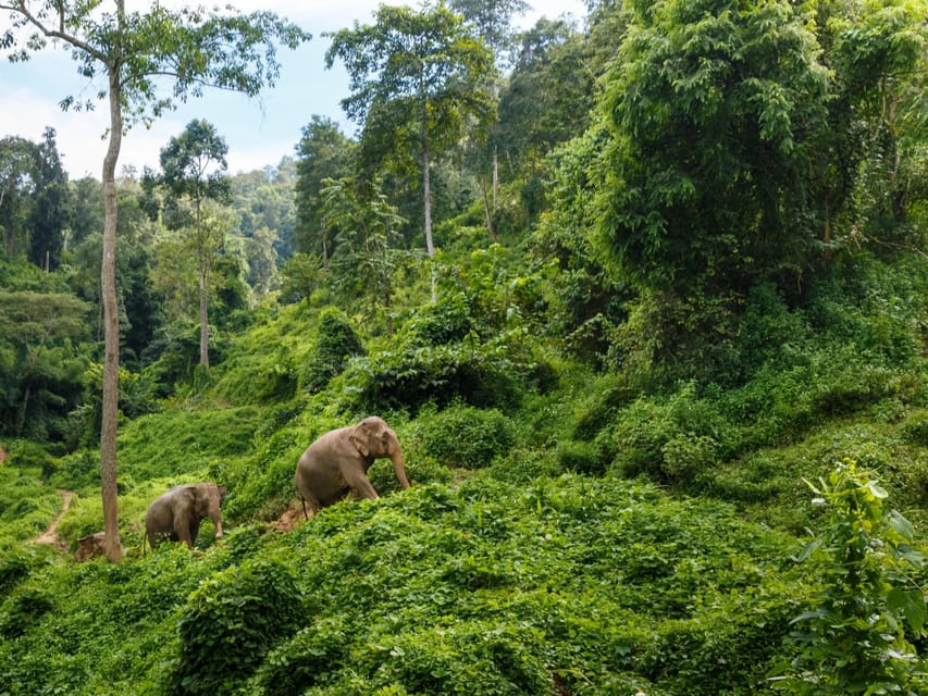 Chiang Mai: Doi Inthanon Park and Pha Dok Siew Trail Trek - Doi Inthanon Day Trip: More Than a Summit Photo Stop