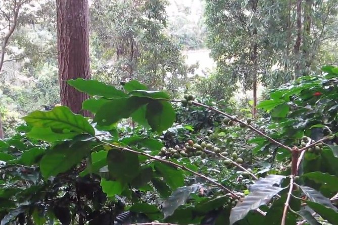 CHIANG MAI: Doi Inthanon-Trekking Pha Dok Seaw-Waterfall-Lunch - Pha Dok Siew Nature Trail and the Waterfall Swim Moment