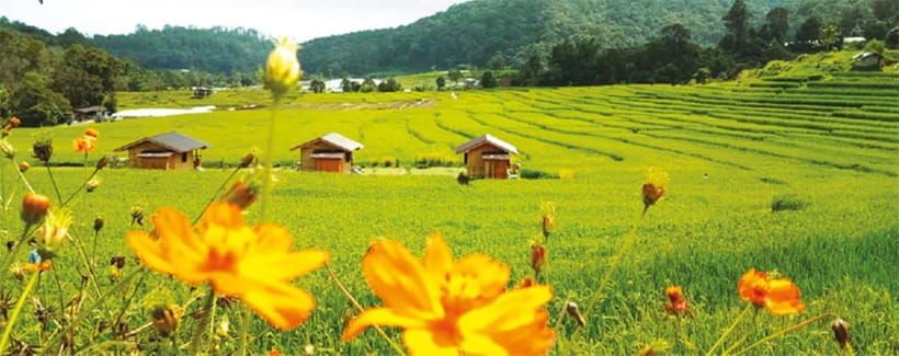 Chiang Mai: Doi Inthanon Trip with Pha Dok Siew Guided Trek - King and Queen Pagodas: Dress Code Matters