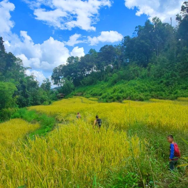 Chiang Mai: Elephant Sanctuary & Jungle Trek w/ Waterfall - Key things that make this tour worth your time