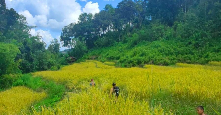 Chiang Mai: Elephant Sanctuary & Jungle Trek w/ Waterfall - A full day of elephants, jungle, rafting, and a real swim spot