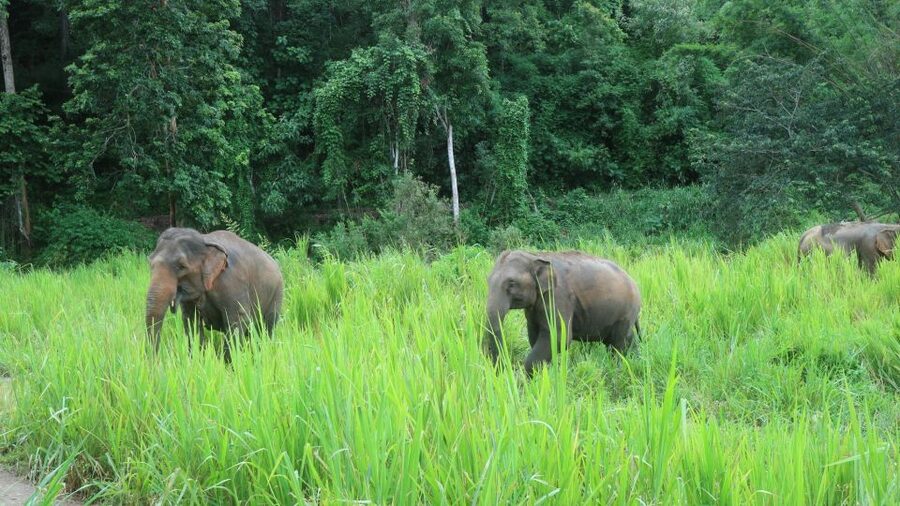 Chiang Mai: Elephant Sanctuary & Jungle Trek w/ Waterfall - Bamboo rafting on the Mae Wang River: easy effort, lots of payoff