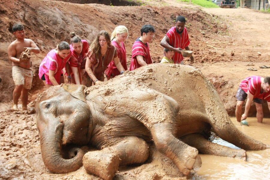 Chiang Mai: Full-Day Kerchor Elephant Eco Park Tour & Trek - Quick hits before you go