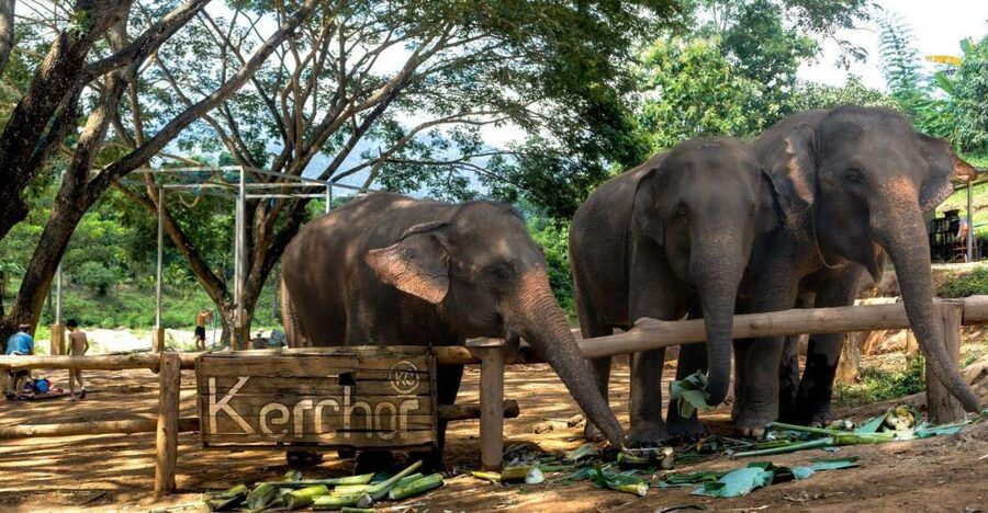 Chiang Mai: Full-Day Kerchor Elephant Eco Park Tour & Trek - Who should book this Kerchor day and who should skip it