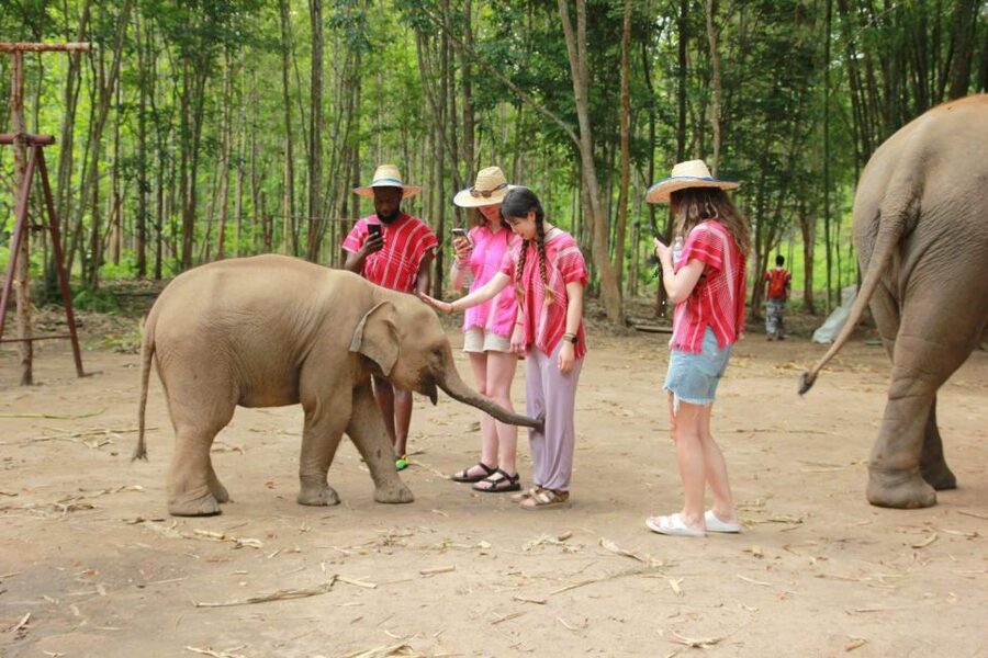 Chiang Mai: Full-Day Kerchor Elephant Eco Park Tour & Trek - Elephant time at Kerchor: feeding, walking, bathing, and social moments