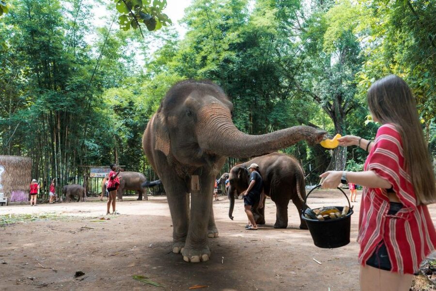 Chiang Mai: Full-Day Kerchor Elephant Eco Park Tour & Trek - Making herbal medicine balls: a surprisingly memorable skill