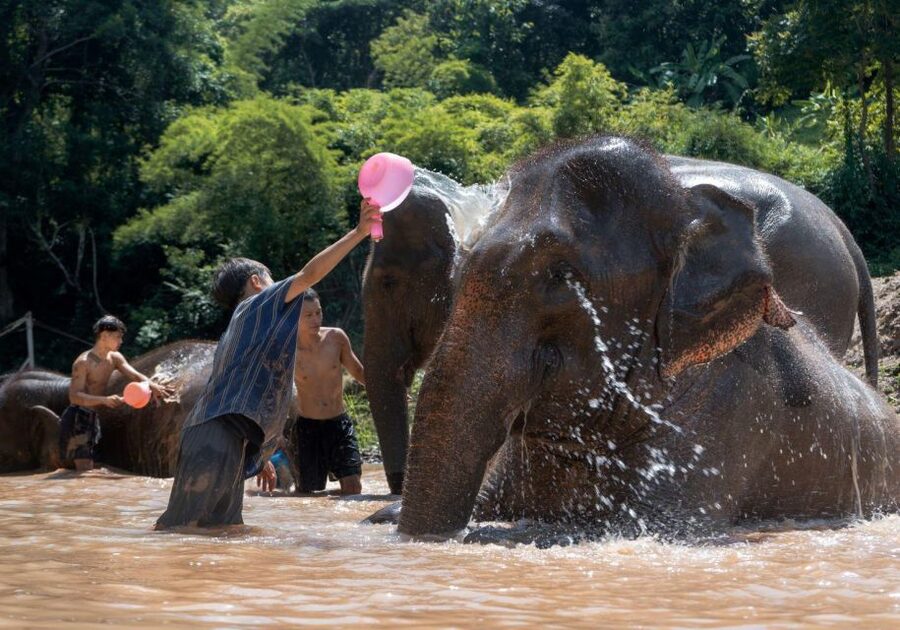 Chiang Mai: Full-Day Kerchor Elephant Eco Park Tour & Trek - Bamboo rafting: cold water, muddy fun, and real steering