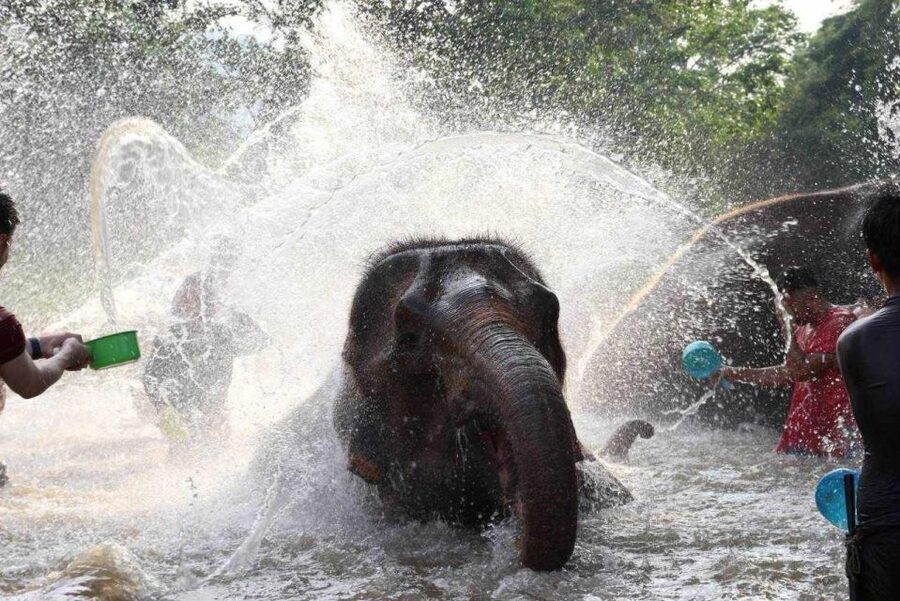 Chiang Mai: Full-Day Kerchor Elephant Eco Park Tour & Trek - Lunch and downtime: Thai food in a scenic setting