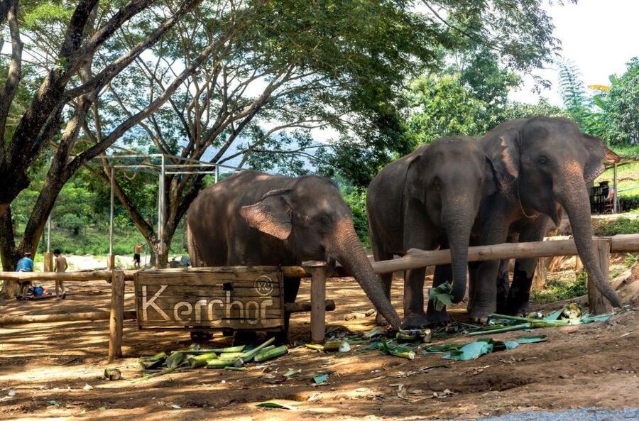 Chiang Mai: Full-Day Kerchor Elephant Eco Park Tour & Trek - Value for $57: why this day can be worth it