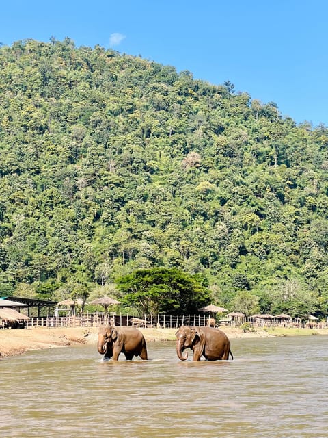 Chiang Mai Full-Day: Trekking, Tubing & Elephant Observation - Price and Value: What $86 Actually Buys You