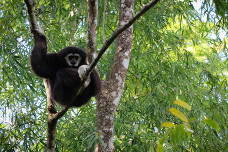 Chiang Mai: Gibbons, Trekking & Mae Kampong Small Group Tour - The Mae Kampong drive: where your day starts to feel mountainous