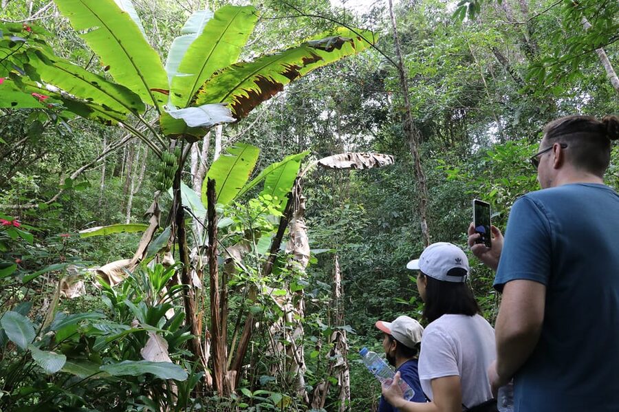 Chiang Mai: Gibbons, Trekking & Mae Kampong Small Group Tour - Mae Kampong village time: more than just passing through