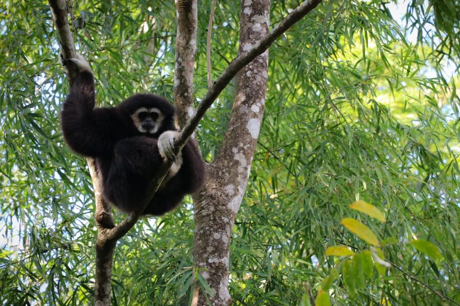Chiang Mai: Gibbons, Trekking & Mae Kampong Small Group Tour - The hiking reality check: what steep footing and rainy season mean for you