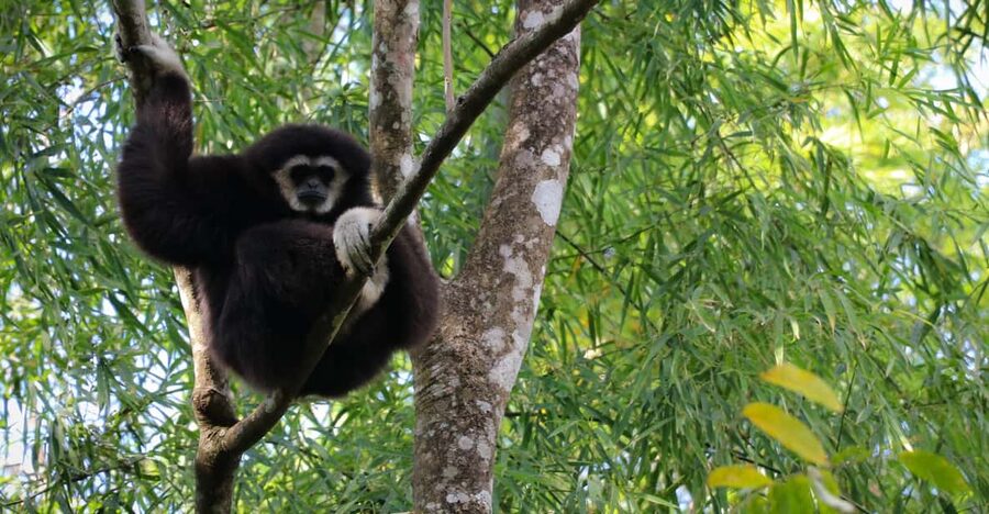 Chiang Mai: Gibbons, Trekking & Mae Kampong Small Group Tour - Should you book this Chiang Mai gibbons trek?