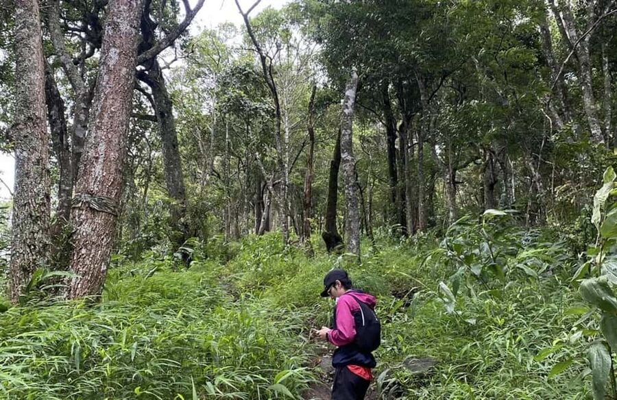 Chiang Mai: Hmong Village, Doi Suthep and Wat Pha Lat Trek - Monk’s Trail to Wat Pa Lat: forest walking, not a theme park